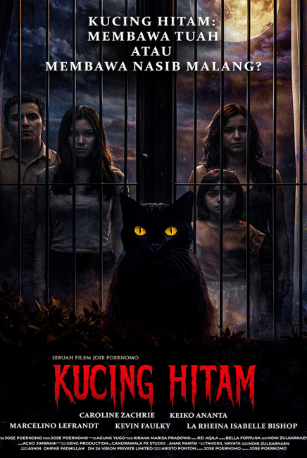 Kucing Hitam